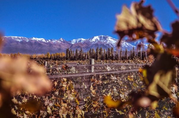 por que hacemos vino